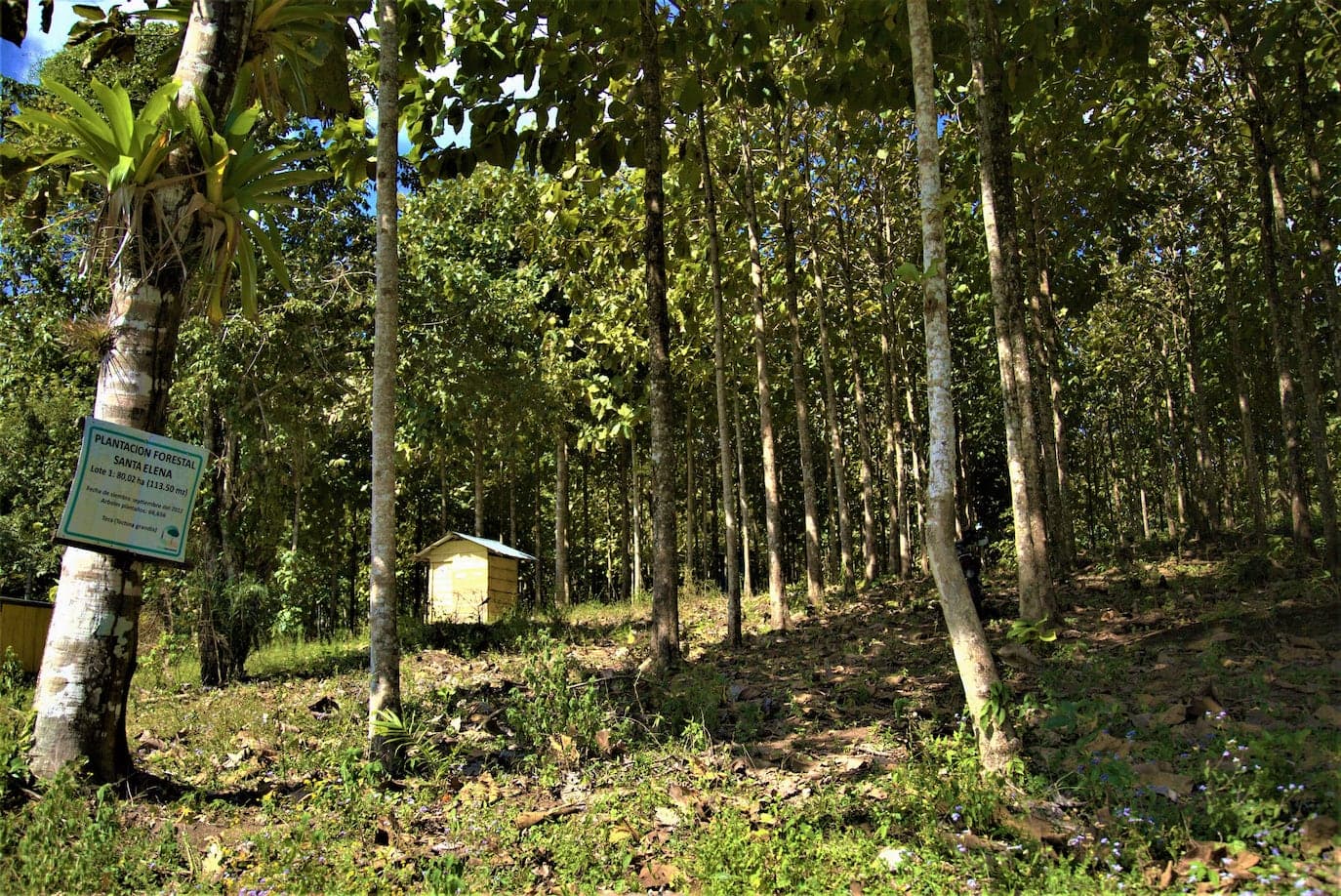 High Impact Reforestation in Nicaragua